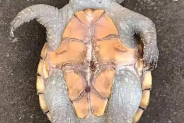 麝香龟的饲养方法，把水温保持在25-30℃左右