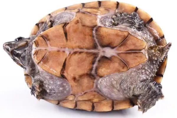 麝香龟的饲养方法，把水温保持在25-30℃左右