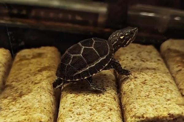 麝香龟的饲养方法，把水温保持在25-30℃左右