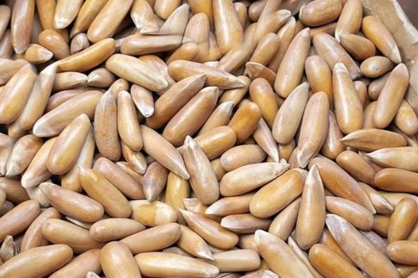 松子的种类，有东北松子和巴西松子