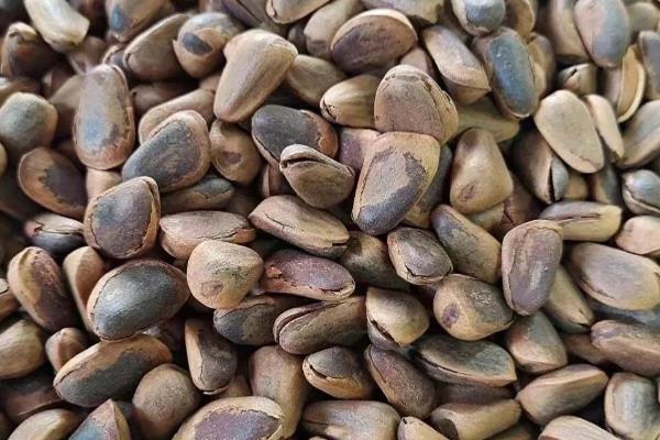 松子的种类，有东北松子和巴西松子