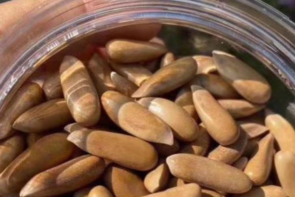 松子的种类，有东北松子和巴西松子