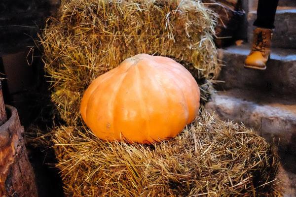 存储南瓜的技巧，有以下3种方法