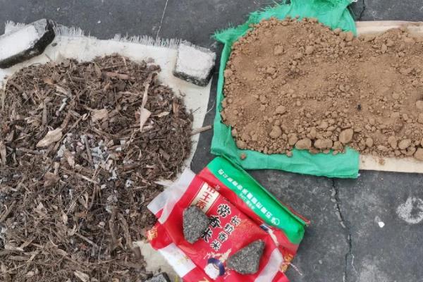 米竹的养殖方法，春秋季节每隔3-5天浇一次水