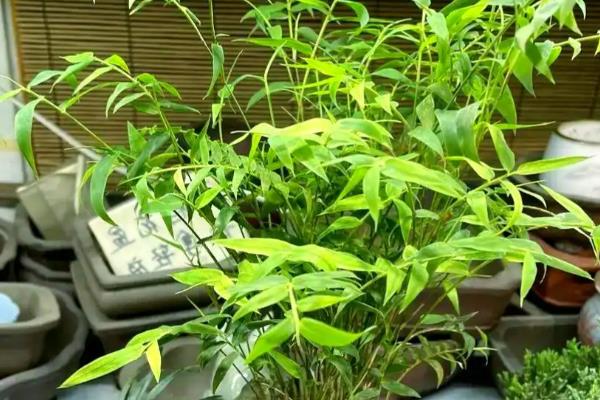 米竹的养殖方法，春秋季节每隔3-5天浇一次水