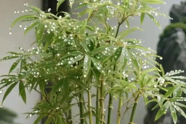 米竹的养殖方法，春秋季节每隔3-5天浇一次水