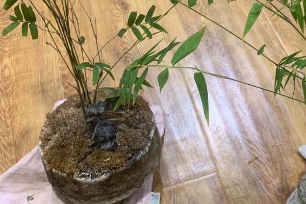 米竹的养殖方法，春秋季节每隔3-5天浇一次水