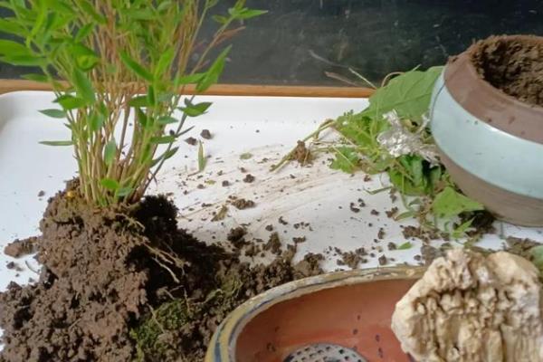 米竹的养殖方法，春秋季节每隔3-5天浇一次水