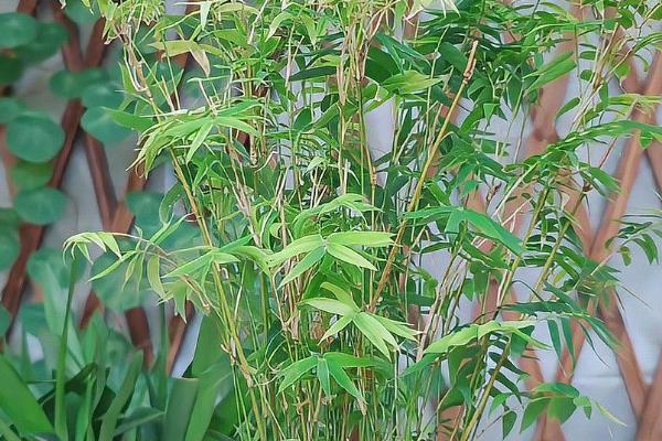 米竹的养殖方法，春秋季节每隔3-5天浇一次水