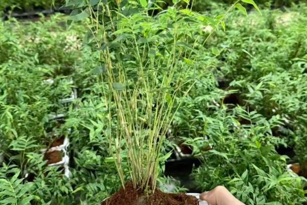 米竹的养殖方法，春秋季节每隔3-5天浇一次水