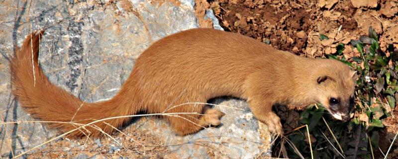 黄鼠狼什么时候出来活动,通常在清晨以及黄昏时分活动