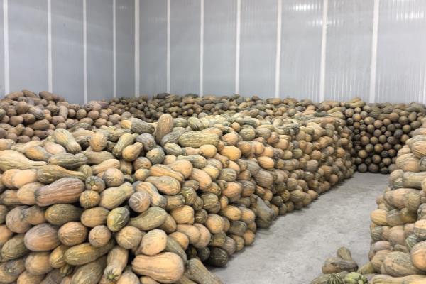 存储南瓜的技巧，有以下3种方法