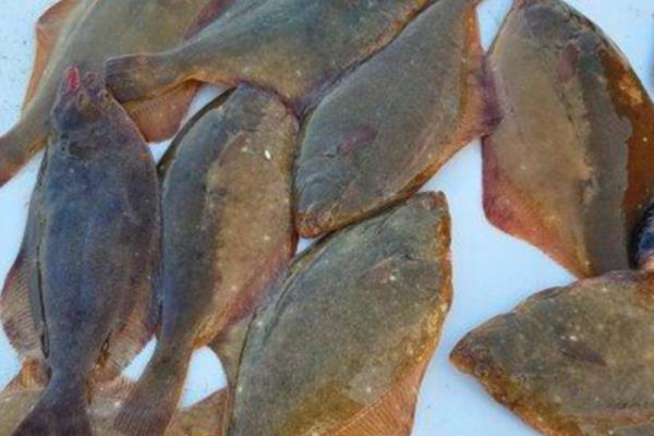 小嘴鱼简介，因嘴巴很小而得名