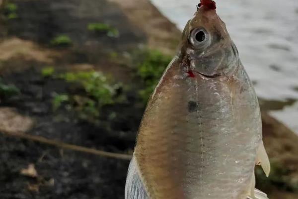 小嘴鱼简介，因嘴巴很小而得名