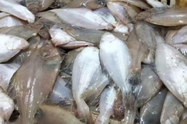 小嘴鱼简介，因嘴巴很小而得名