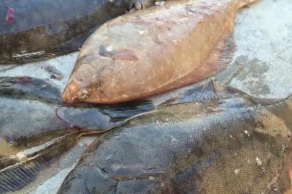 小嘴鱼简介，因嘴巴很小而得名