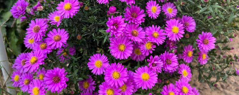 荷兰菊能放卧室吗，可以放卧室