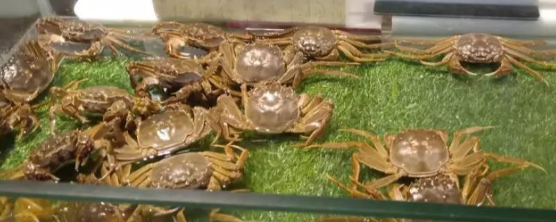 螃蟹的价格，售价会受到品种的影响