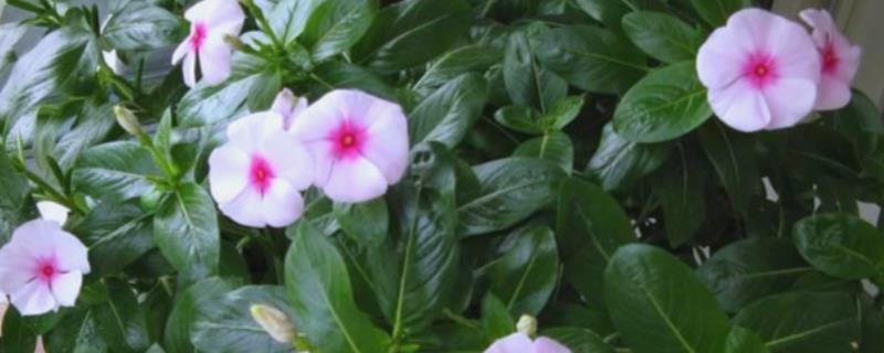 月光花的形态特征,长可达10m