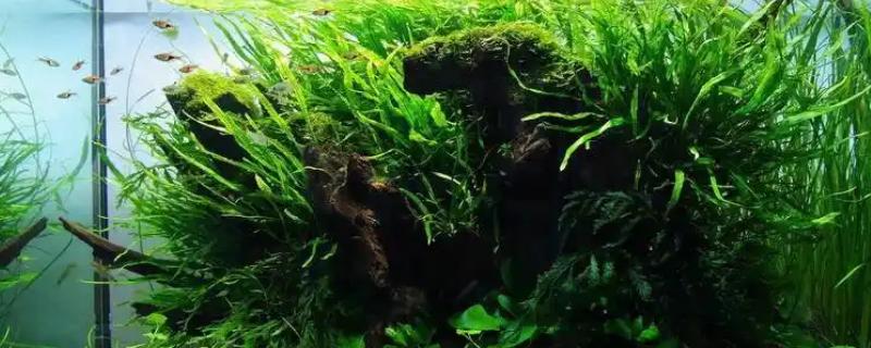 黑木蕨水草好不好养，想养好具有一定难度