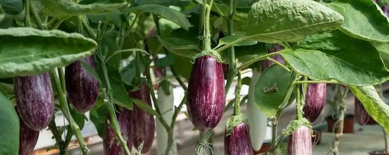 茄子裂果的原因，主要是生长调节剂使用不当所致