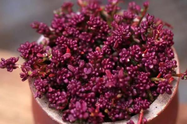 紫米粒什么时候开花,花期一般是8-10月份