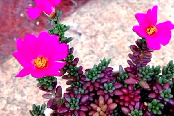 紫米粒什么时候开花,花期一般是8-10月份
