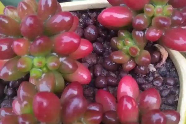 紫米粒什么时候开花,花期一般是8-10月份