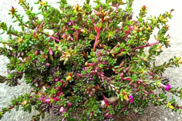紫米粒什么时候开花,花期一般是8-10月份