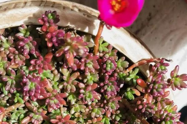紫米粒什么时候开花,花期一般是8-10月份