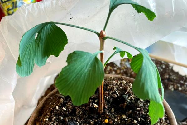 在家里种银杏的好处，可以观赏还能调节室内的空气湿度