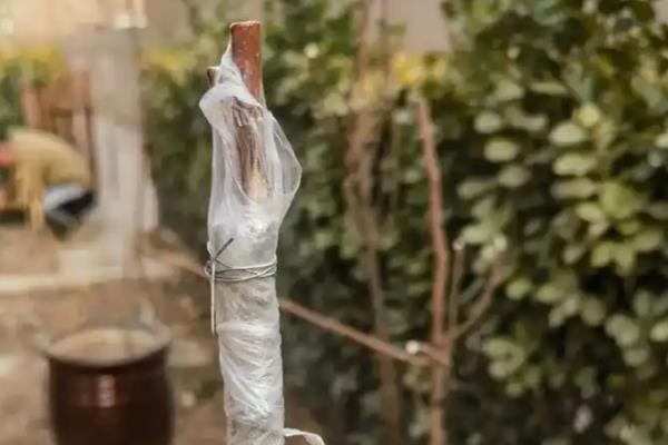 在家里种银杏的好处，可以观赏还能调节室内的空气湿度