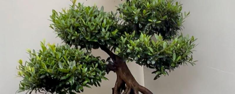 中华文木盆景值不值钱,市场上售卖价格高达十几万