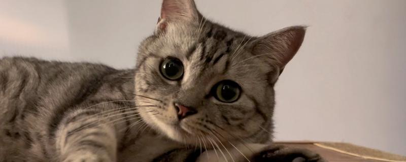怎么治猫咪毛球症，通过排便的方法排出体外即可