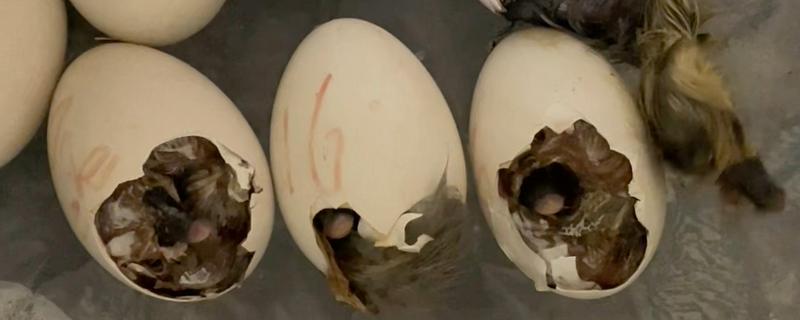 怎么孵化鹅蛋，把温度保持在37.8℃左右
