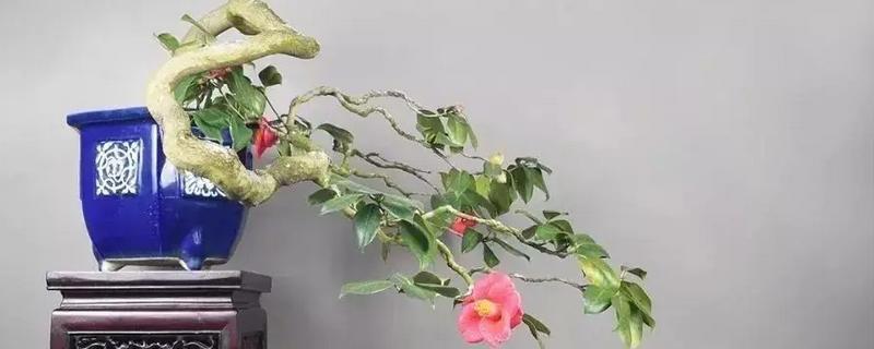 茶花对土壤的要求，注意种植的土壤粘性不可过重