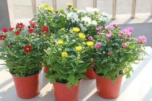 荷兰菊能放卧室吗，可以放卧室