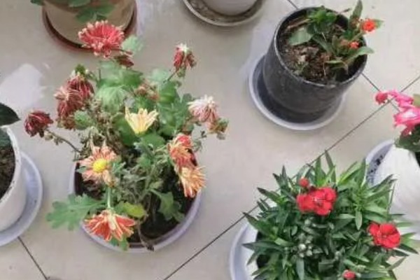 荷兰菊能放卧室吗，可以放卧室