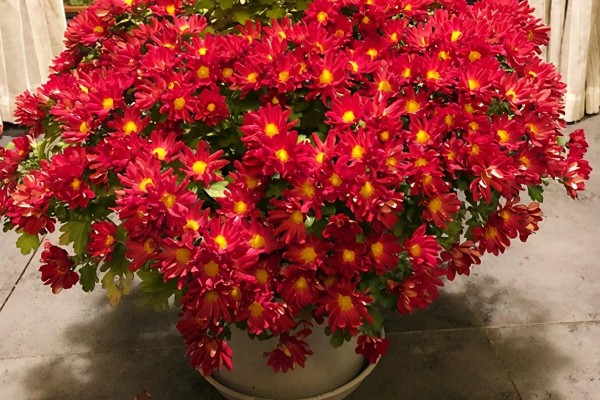 荷兰菊能放卧室吗，可以放卧室