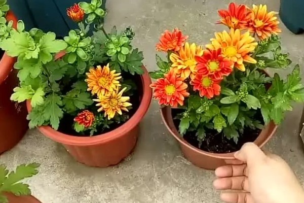 荷兰菊能放卧室吗，可以放卧室