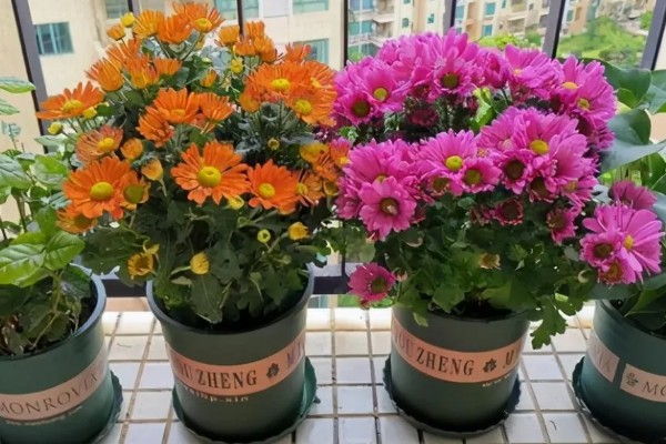 荷兰菊能放卧室吗，可以放卧室