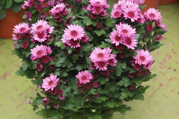 荷兰菊能放卧室吗，可以放卧室