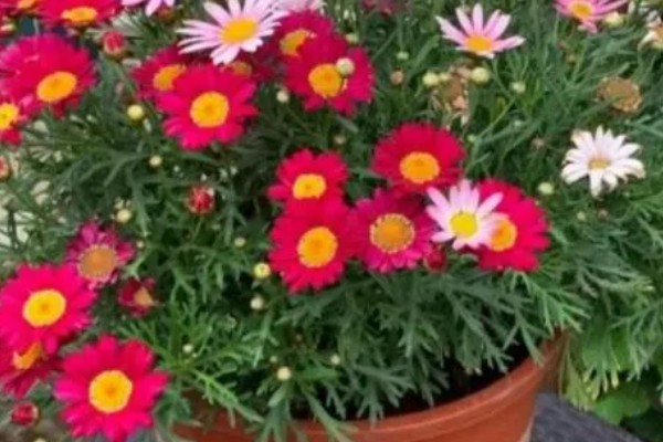 荷兰菊能放卧室吗，可以放卧室