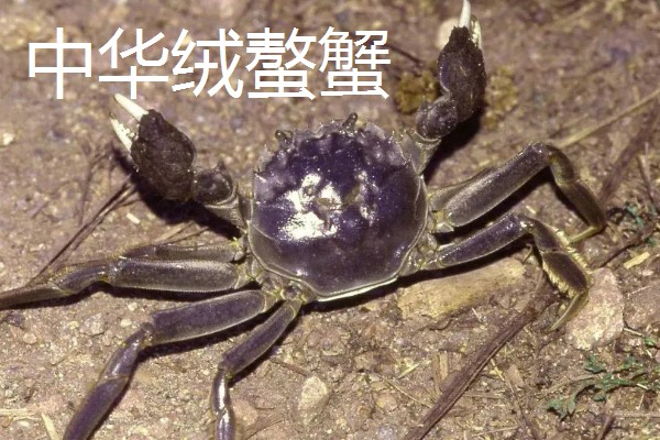 螃蟹的价格,售价会受到品种的影响