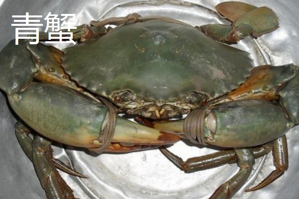 螃蟹的价格,售价会受到品种的影响