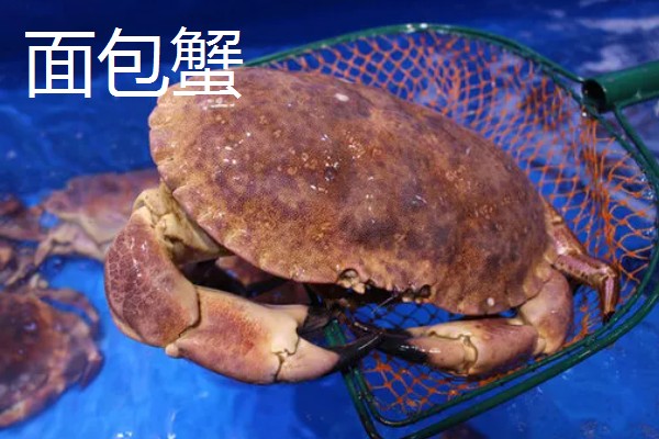 螃蟹的价格,售价会受到品种的影响