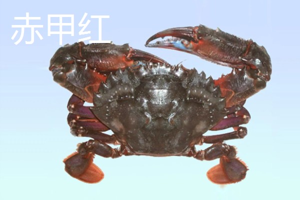 螃蟹的价格,售价会受到品种的影响