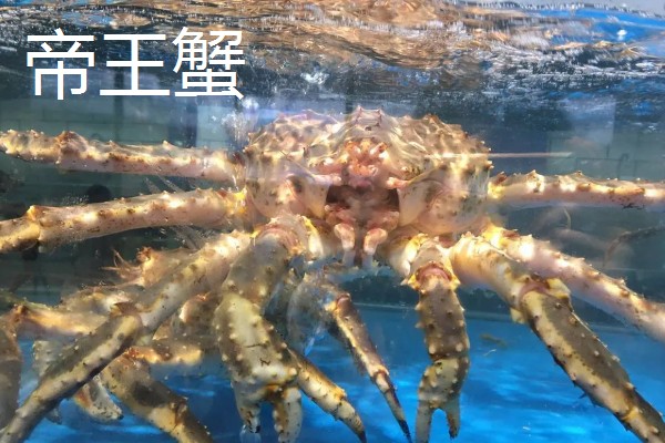 螃蟹的价格,售价会受到品种的影响
