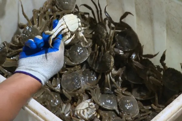 螃蟹的价格,售价会受到品种的影响