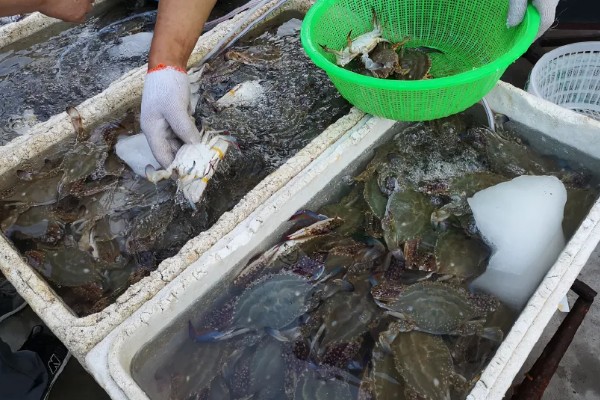 螃蟹的价格,售价会受到品种的影响